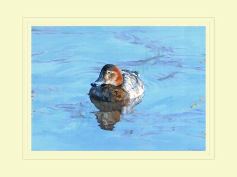 Pochard Print