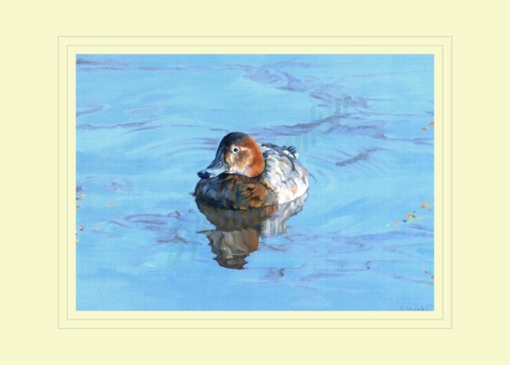 Pochard Print