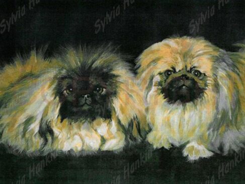 Two pekinese