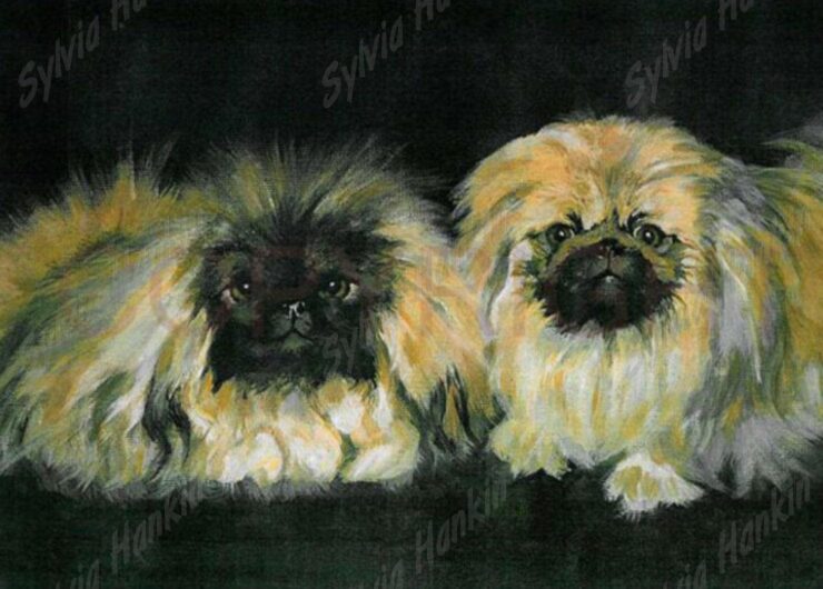 Two pekinese