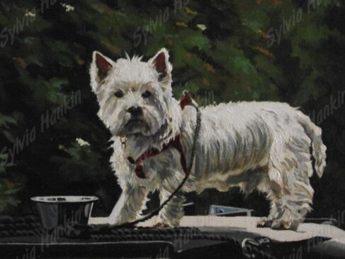 Westie at Braunston