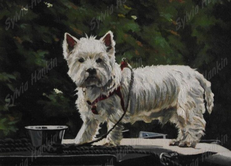 Westie at Braunston