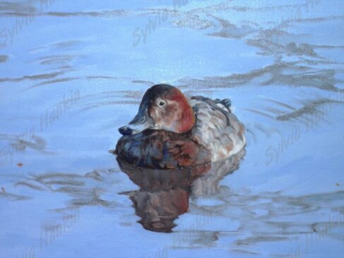 Pochard