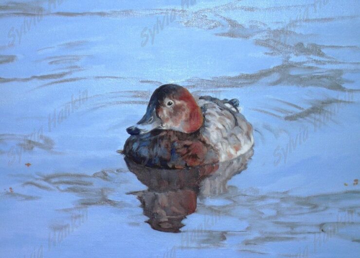 Pochard