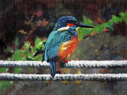 Kingfisher At Braunston