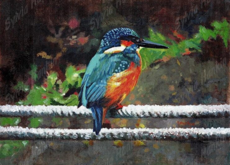 Kingfisher At Braunston